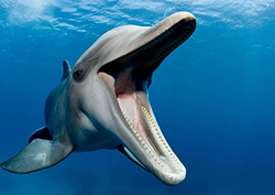 Ultrasound - Dolphin Communication Instructional Video