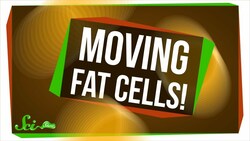 We Just Found Out Fat Cells Can Move! Instructional Video