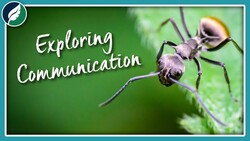 Exploring Communication | Compilation Instructional Video