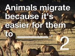 Migration and Hibernation: Video Quiz Instructional Video