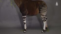 The Okapi, Africa's Forest Gem and Giraffe's Only Relative Instructional Video