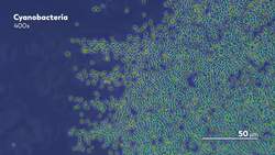 How Cyanobacteria Took Over The World Instructional Video