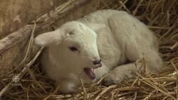 Rare quadruple set of lambs born in N.B. News Clip