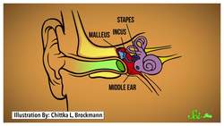 Why Do My Ears Pop? Instructional Video