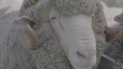 Close up and slow motion of Merino Ram at a ram sale Stock Footage