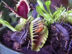 Actividades de las plantas: como comen las plantas Instructional Video