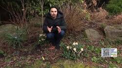 Garden Guide: Garden chores in February News Clip