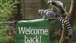 Yorkshire Wildlife Park prepares to reopen to visitors News Clip