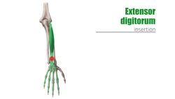 Superficial extensors of the forearm Instructional Video