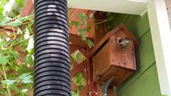 Flourishing flora ... without as much water Instructional Video