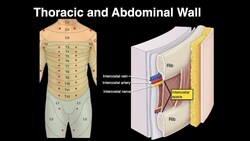 Thoracic and Abdominal wall Instructional Video