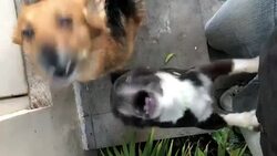 Dogs barking to owner Stock Footage
