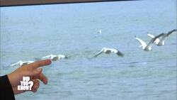 Biomimicry: Innovations Inspired by Nature Instructional Video