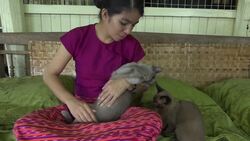 Burmese cats return as symbol of Myanmar Instructional Video