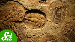 It Seems like Trees Caused a Mass Extinction Instructional Video