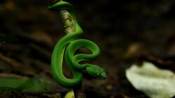 Green snake in wild. (Zoom out) Stock Footage