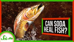 Can Soda Save a Dying Fish? Instructional Video