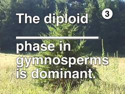 Gymnosperms and Angiosperms: Video Assessment Instructional Video