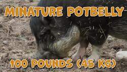 High Five Facts - Pigs Instructional Video