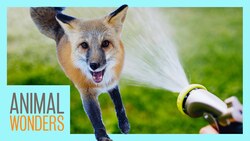 Fox Area Hose Down! Instructional Video