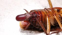 Roaches Stock Footage
