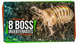 8 Boss Invertebrates That Eat Whatever They Want Instructional Video
