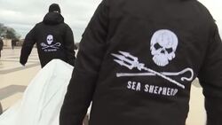 CLEAN : Marine conservation society Sea Shepherd brings dead dolphins to central Paris to highlight overfishing News Clip