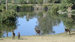 What Exactly is a Waterbuck? These Zookeepers Explain! Instructional Video