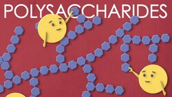 Polysaccharides: the large carbohydrates you want to meet Instructional Video