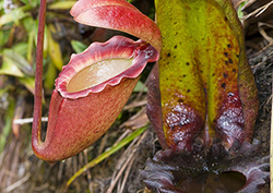Araña cangrejo roja Instructional Video
