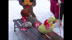 VOICED : La tortuga finalmente le gano a la liebre News Clip