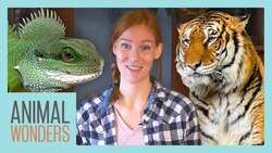 How We Decide Which Animals to Take In Instructional Video