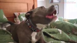 This Music Video About Senior Dogs Will Melt Your Heart! Instructional Video