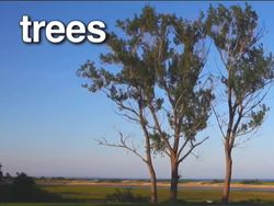 Plants: Diversity in Shapes and Forms Instructional Video