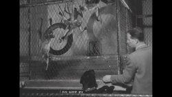 Dog goes on rounds with zookeeper at Stanley Park Zoo in Vancouver, British Columbia News Clip