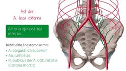 Nerven und Gefäße des vorderen Rumpfs Instructional Video