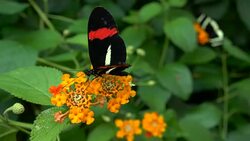 Butterfly Stock Footage