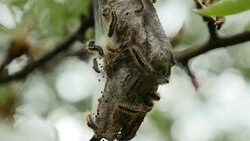 Footage of a group of maggots form a brood on a dried leaf Stock Footage