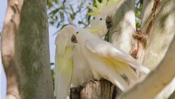 Sun Conures May be Small in Size, But they Have BIG Voices Instructional Video