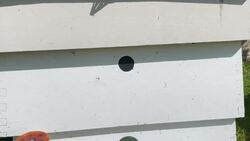 A beekeeper's guide to protecting essential insects on World Bee Day News Clip