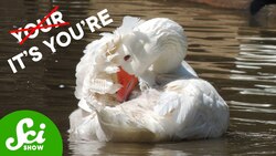 Animals Have Grammar Too - A Little Birdie Told Us Instructional Video