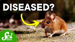 The Impact of Diseases | Disease Ecology Explained Instructional Video