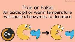 Enzymes: Before the Bell Biology Instructional Video