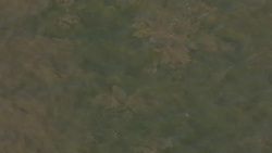 Beluga whale spotted in the Thames 'swimming strongly and feeding normally' Stock Footage