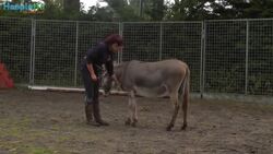 Patty The Painting Donkey Instructional Video