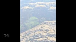 #TheMoment hikers saved a baby goat trapped for days on a cliff News Clip