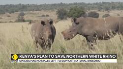 Kenya Plans IVF To Save Northern White Rhinos News Clip