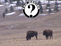 What Is a Mammal?: What Are Mammals? Instructional Video