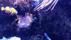 Ocellaris clownfishes swimming Stock Footage