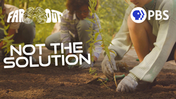 Why Tree Planting Campaigns Don’t Work Instructional Video